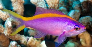 Purple Queen Anthias (Pseudanthias tuka)