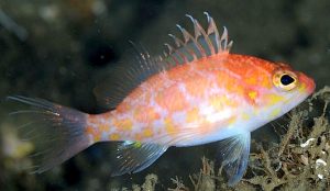 Sagamai Perchlet (Plectranthias sagamiensis)