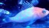 Sagamai Perchlet (Plectranthias sagamiensis) Sagamai Perchlet (Plectranthias sagamiensis)
