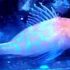 Sagamai Perchlet (Plectranthias sagamiensis)
