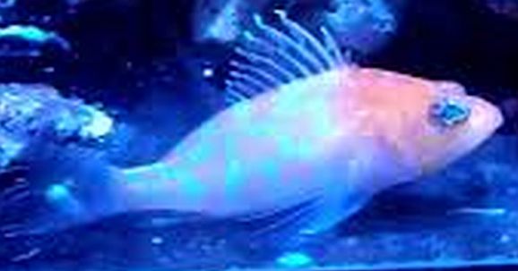 Sagamai Perchlet (Plectranthias sagamiensis)