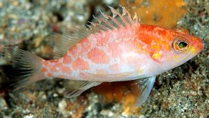 Sagamai Perchlet (Plectranthias sagamiensis)