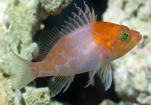 Sagamai Perchlet (Plectranthias sagamiensis)