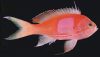 Squarespot Anthias (Pseudanthias pleurotaenia)