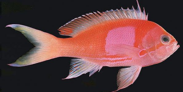 Squarespot Anthias (Pseudanthias pleurotaenia)