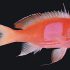 Squarespot Anthias (Pseudanthias pleurotaenia)