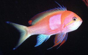 Squarespot Anthias (Pseudanthias pleurotaenia)