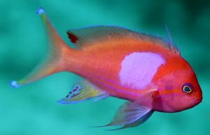 Squarespot Anthias (Pseudanthias pleurotaenia)