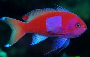 Squarespot Anthias (Pseudanthias pleurotaenia)