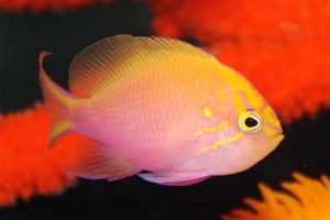 Sunburst-Anthias-Serranocirrhitus-latus