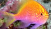 Sunburst-Anthias-Serranocirrhitus-latus