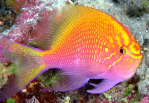 Sunburst-Anthias-Serranocirrhitus-latus