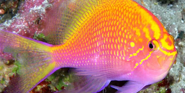 Sunburst-Anthias-Serranocirrhitus-latus