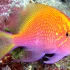 Sunburst Anthias (Serranocirrhitus latus)