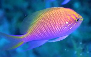 Sunburst-Anthias-Serranocirrhitus-latus