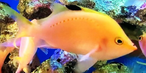 Female Cherry Sakura Anthias (Sacura margaritacea)