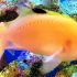 Cherry Sakura Anthias (Sacura margaritacea)