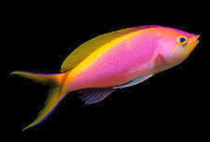 Bartlett's Anthias (Pseudanthias bartlettorum)