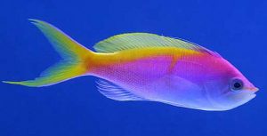 Bartlett's Anthias (Pseudanthias bartlettorum)
