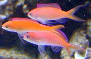 Female Dispar Anthias (Pseudanthias dispar) 