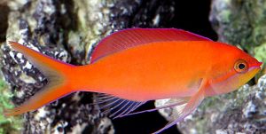 Dispar Anthias (Pseudanthias dispar) 