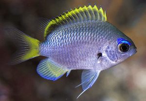 Moonstone Chromis (Chromis tingting)