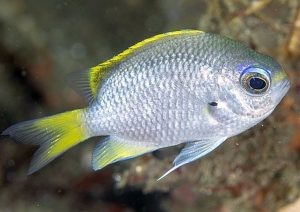 Moonstone Chromis (Chromis tingting)
