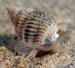 Super Nassarius Snail (Nassarius distortus)