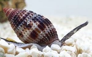 Super Nassarius Snail (Nassarius distortus)