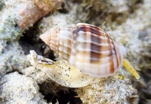 Super Nassarius Snail (Nassarius distortus)