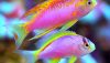 Ventralis Anthias (Pseudanthias ventralis) Pair