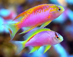 Ventralis Anthias (Pseudanthias ventralis) Pair