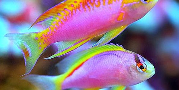 Ventralis Anthias (Pseudanthias ventralis) Pair