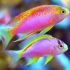 Ventralis Anthias (Pseudanthias ventralis)