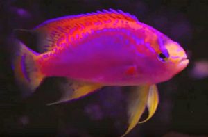 Ventralis Anthias (Pseudanthias ventralis)