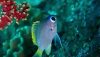 Juvenile Moonstone Chromis (Chromis tingting)