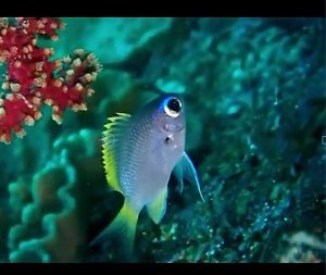 Juvenile Moonstone Chromis (Chromis tingting)