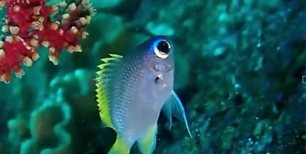 Juvenile Moonstone Chromis (Chromis tingting)