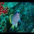 Moonstone Chromis (Chromis tingting)