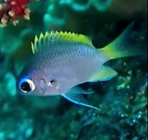Juvenile Moonstone Chromis (Chromis tingting)