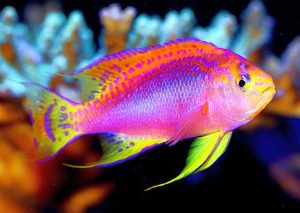 Ventralis Anthias (Pseudanthias ventralis)