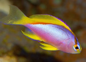 Female Ventralis Anthias (Pseudanthias ventralis)