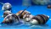 Super Nassarius Snail (Nassarius distortus) Super Nassarius Snail (Nassarius distortus)
