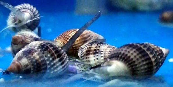 Super Nassarius Snail (Nassarius distortus)