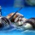 Super Nassarius Snail (Nassarius distortus)