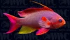 Resplendent Anthias (Pseudanthias pulcherrimus)