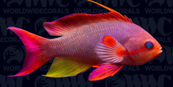 Resplendent Anthias (Pseudanthias pulcherrimus)