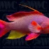 Resplendent Anthias (Pseudanthias pulcherrimus)
