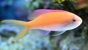 Carberryi Anthias (Nemanthias carberryi)