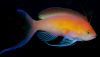 Carberryi Anthias (Nemanthias carberryi) Carberryi Anthias (Nemanthias carberryi)